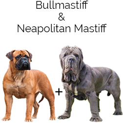 Italian Bullmastiff Dog